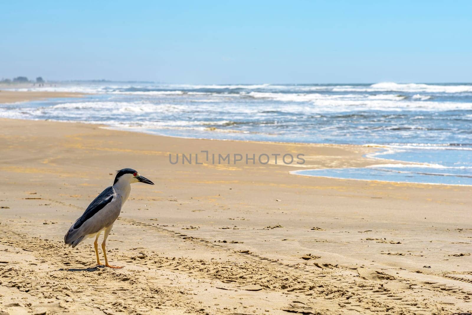 Sea bird perched on the sand of Torres beach, Rio Grande do Sul with the sea and waves in the background