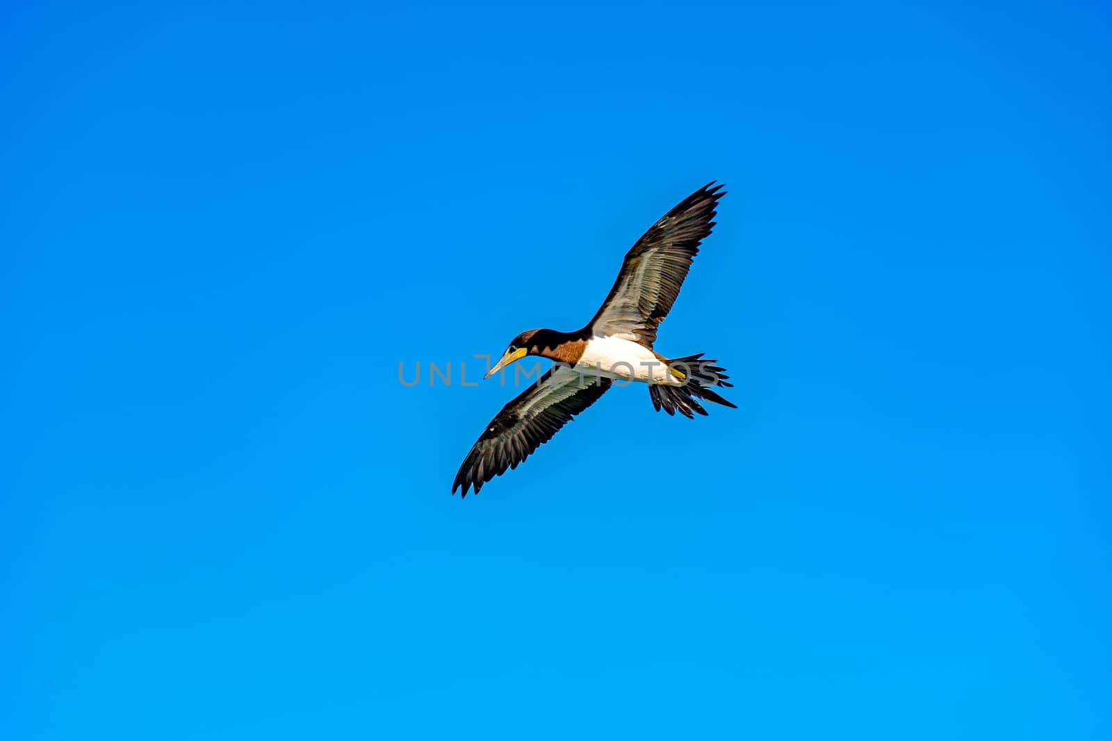 Tropical seabird flying with open wings and blue sky behind