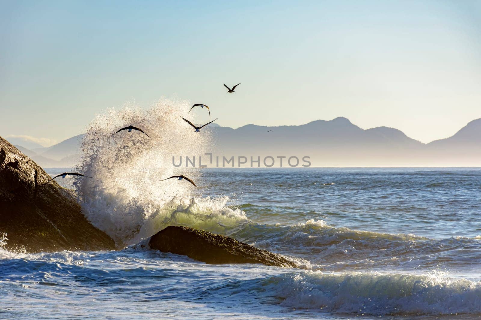 Seagull flying at dawn over the sea and the rocks of Ipanema in Rio de Janeiro