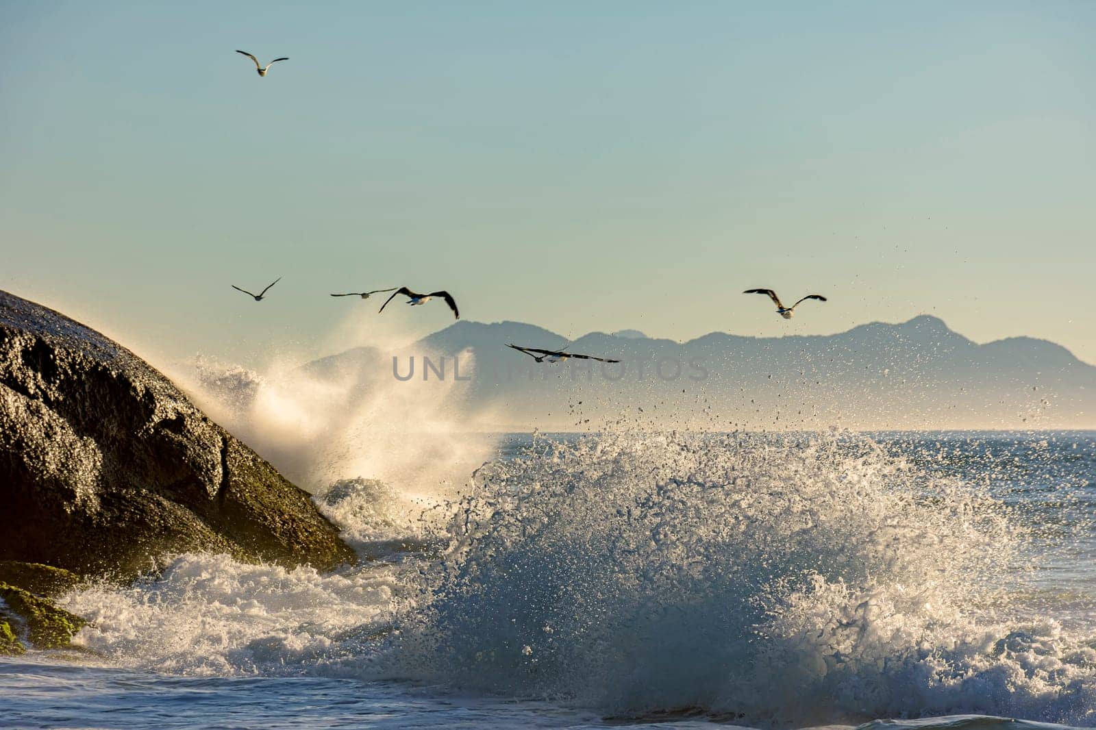 Seagull flying at dawn over the sea and the rocks of Ipanema in Rio de Janeiro