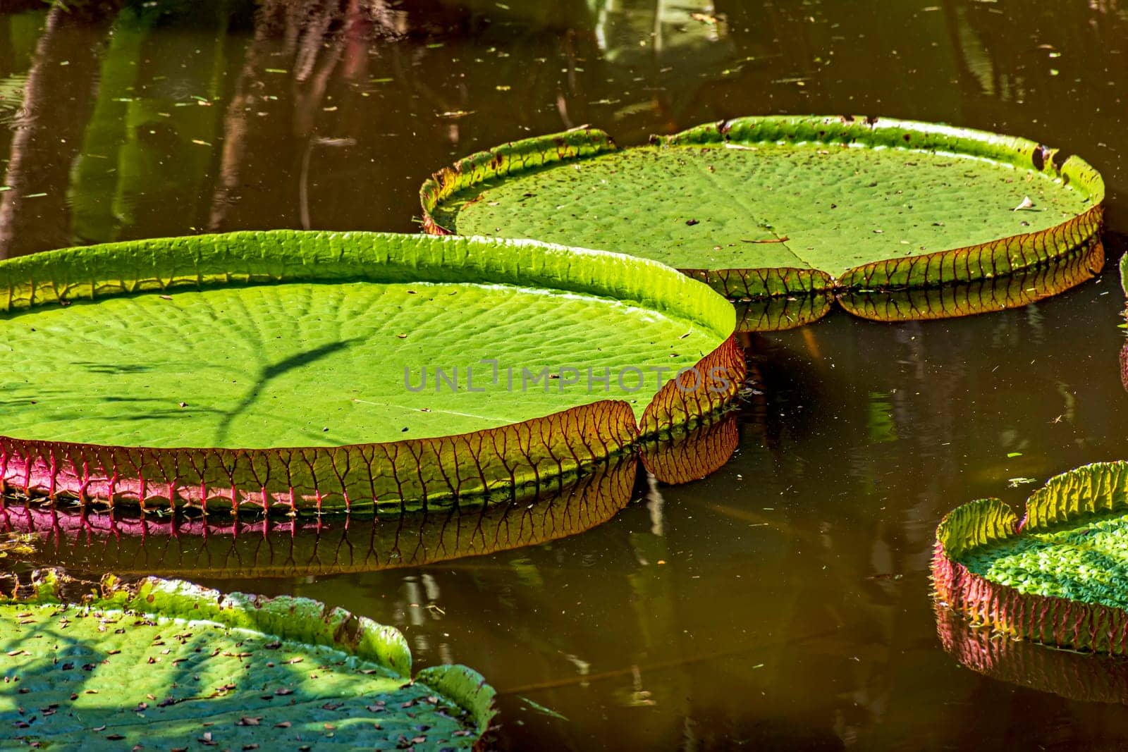 Water Lily typical of the Amazon with its characteristic circular shape floating on the calm waters of a lake