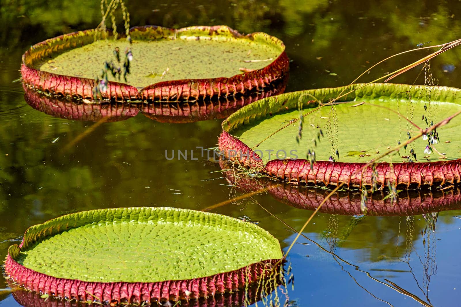 Water Lily typical of the Amazon with its characteristic circular shape by Fred_Pinheiro