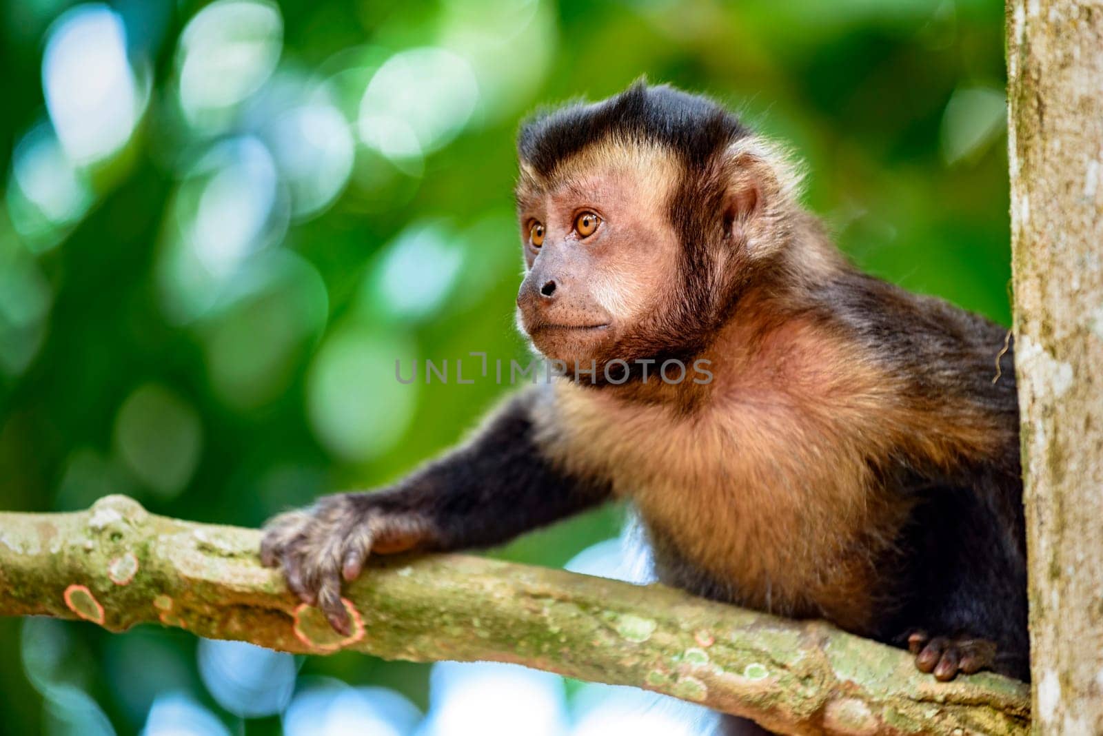 Black capuchin monkey on the tree by Fred_Pinheiro