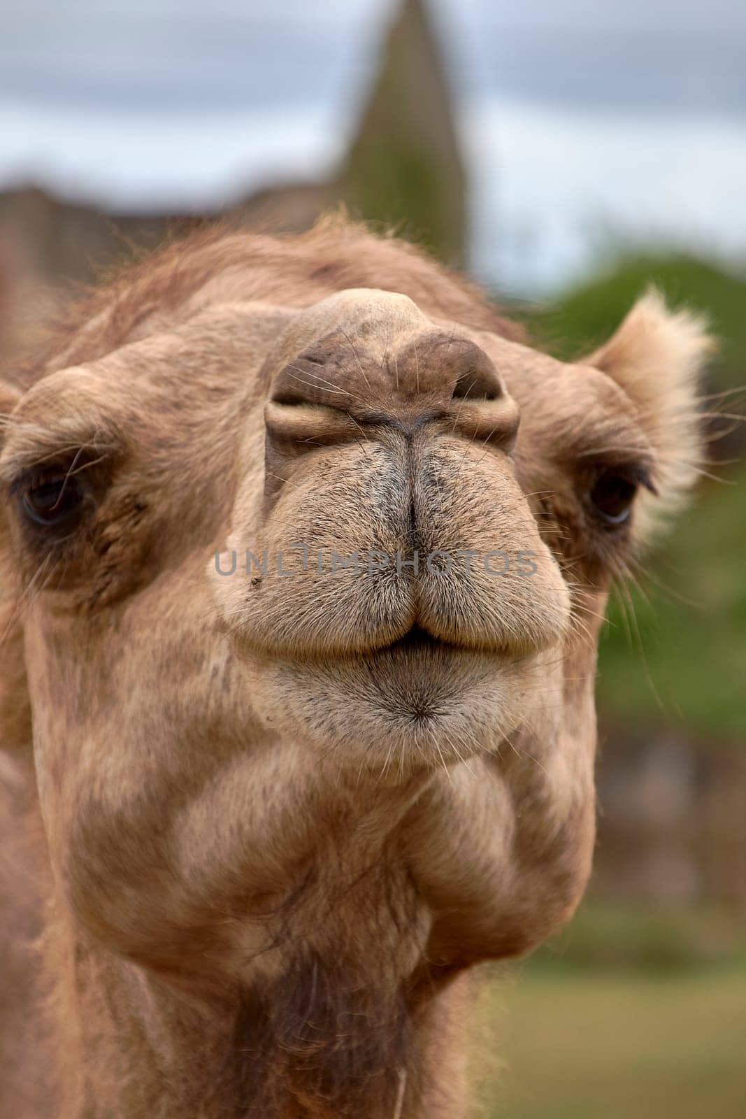 Detail of the head of a dromedary. Cloudy sky, texture, hairs, eye, nose, nose, mouth, smile