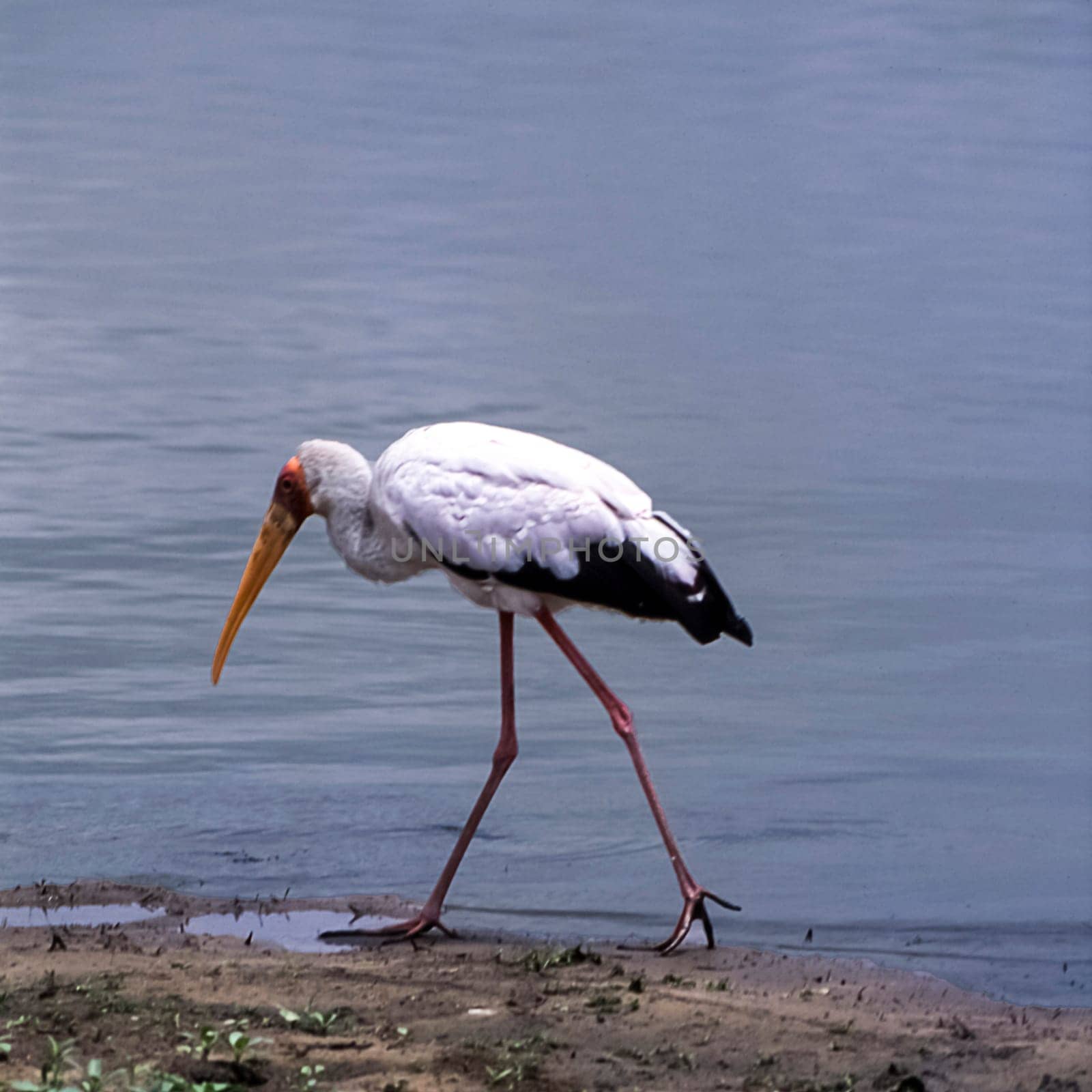 Yellowbilled Stork (Mycteria ibis, Selous Game Reserve, Morogoro, Tanzania, Africa