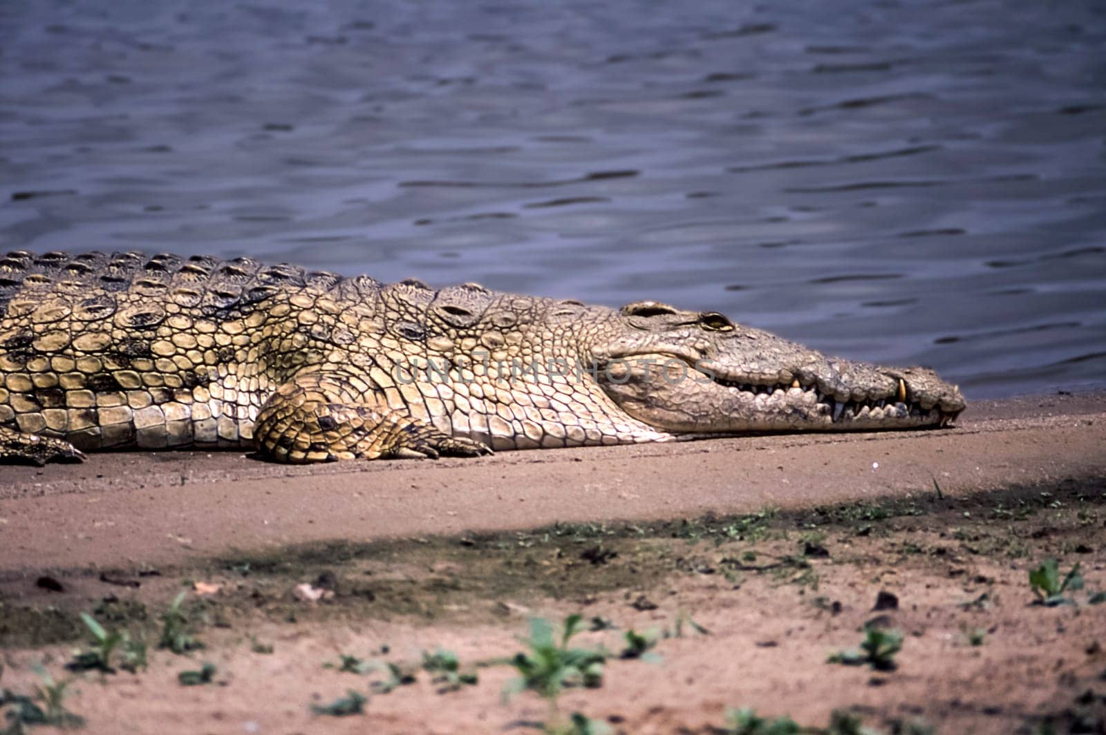 Nile Crocodile (Crocodylus niloticus, Selous Game Reserve, Morogoro, Tanzania, Africa