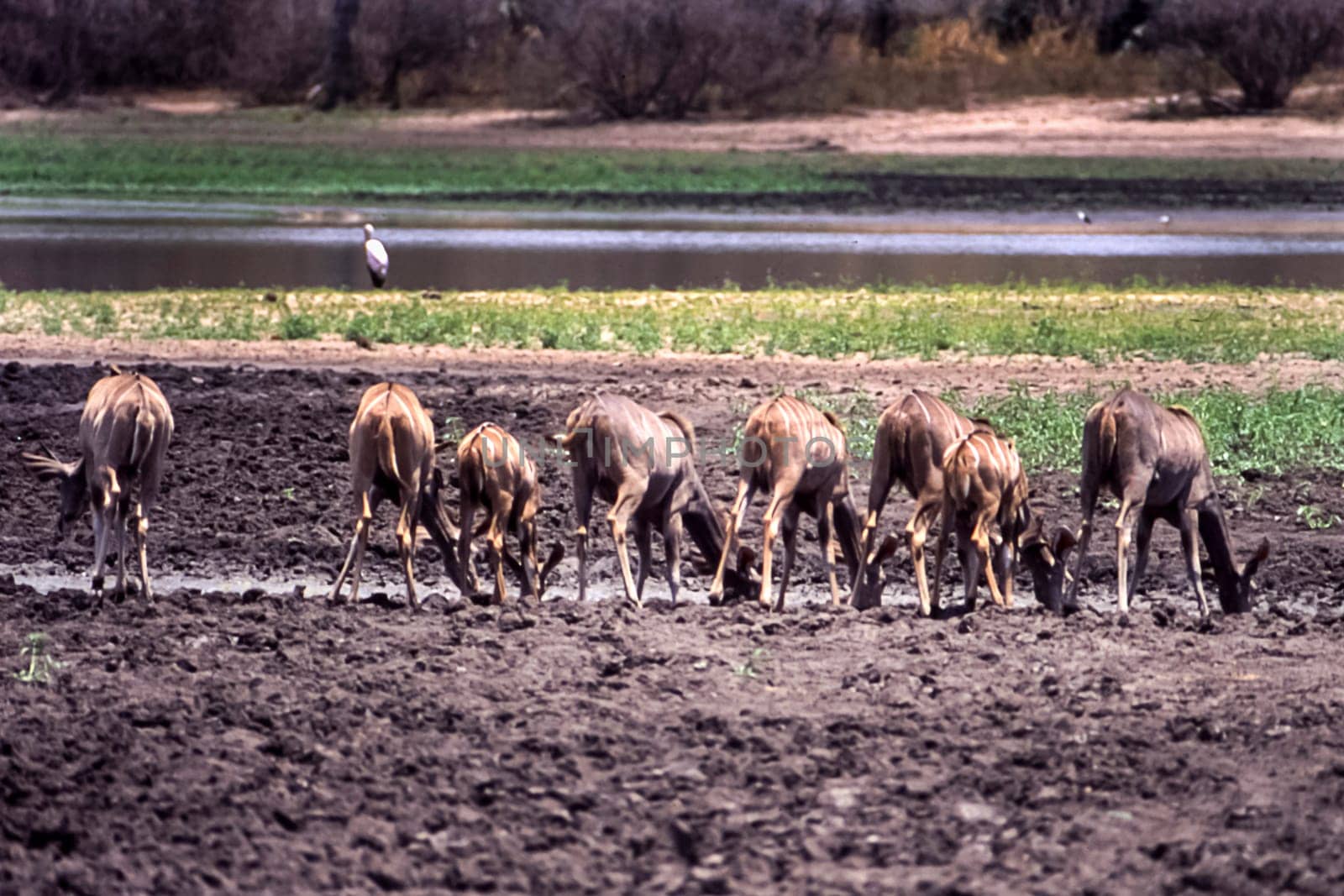 Kudu (Tragelaphus strepsiceros), Selous Game Reserve, Morogoro, Tanzania, Africa