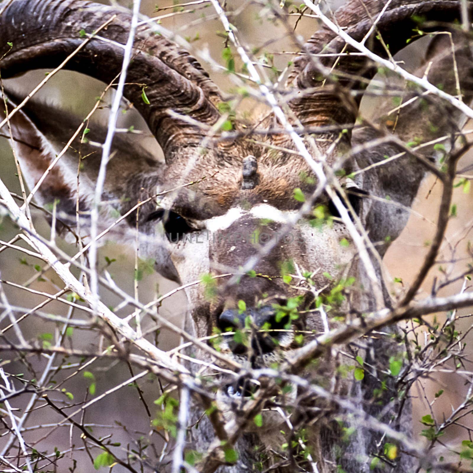 Kudu, (Tragelaphus strepsiceros), Kruger National Park, Mpumalanga, South Africa, Africa