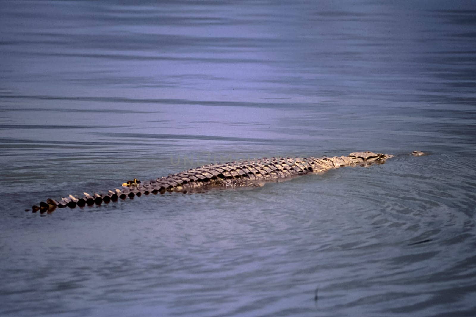 Nile Crocodile (Crocodylus niloticus, Selous Game Reserve, Morogoro, Tanzania, Africa