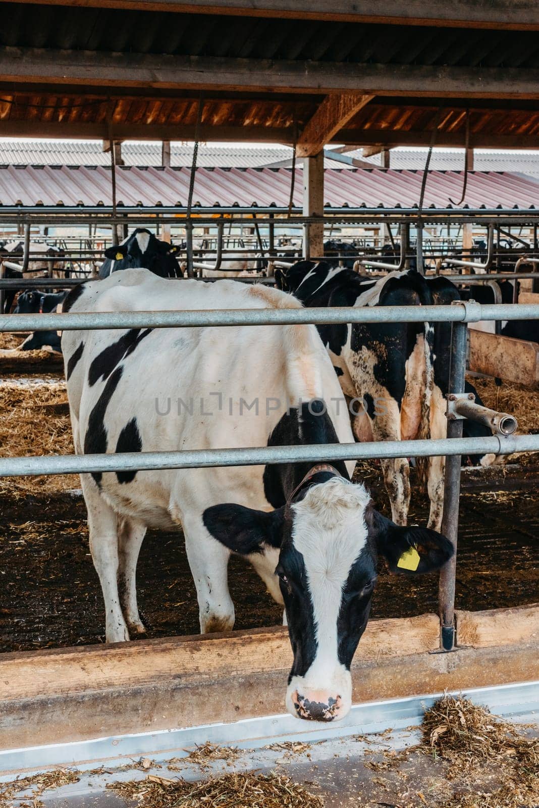 Calf cow in cage, caring on bio farm farming, feed hay grass silage pets, dairy cattle breeds, cowshed feeding. Fleckvieh breed, happy dairy cows of sustainable development. Suitable for both milk. Dairy cows feeding in a row. Cows eating in a modern barn. A cow in feeding shed being inquisitive.