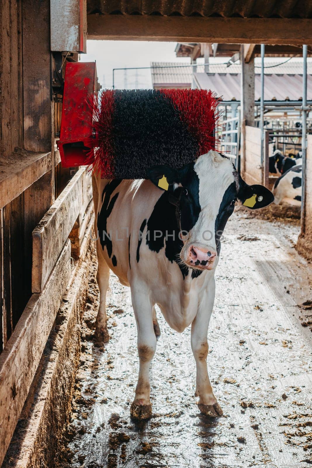 A black and white milk cow scratching her back on an electric back scratcher in a barn. The back scratcher is a black and red brush that spins when the cow walks under it. cow scratches its back with a specific brush device