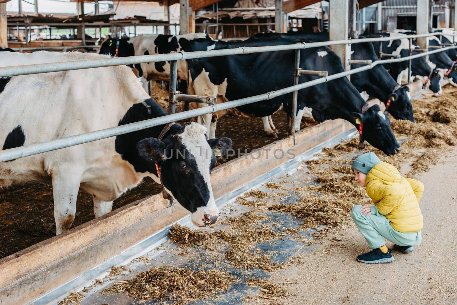 Caucasian little boy feeding cows on farm. Herd of milk cattle. Modern family countryside lifestyle. Agriculture and farming. Autumn season