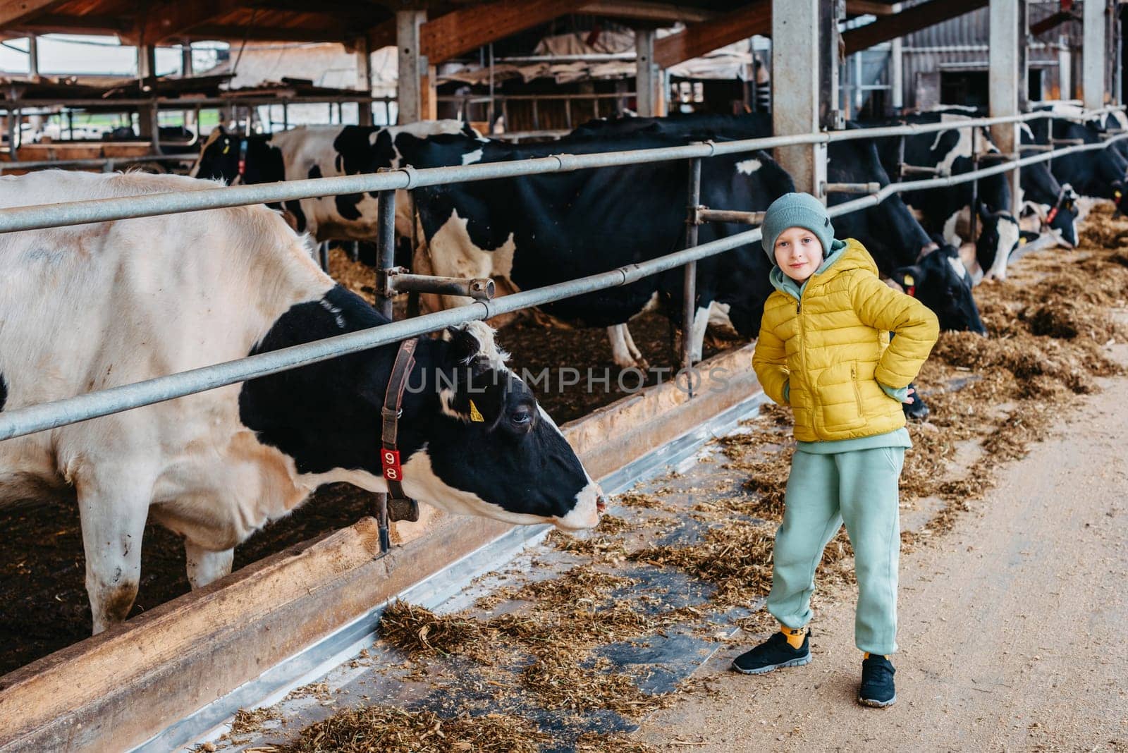 Caucasian little boy feeding cows on farm. Herd of milk cattle. Modern family countryside lifestyle. Agriculture and farming. Autumn season