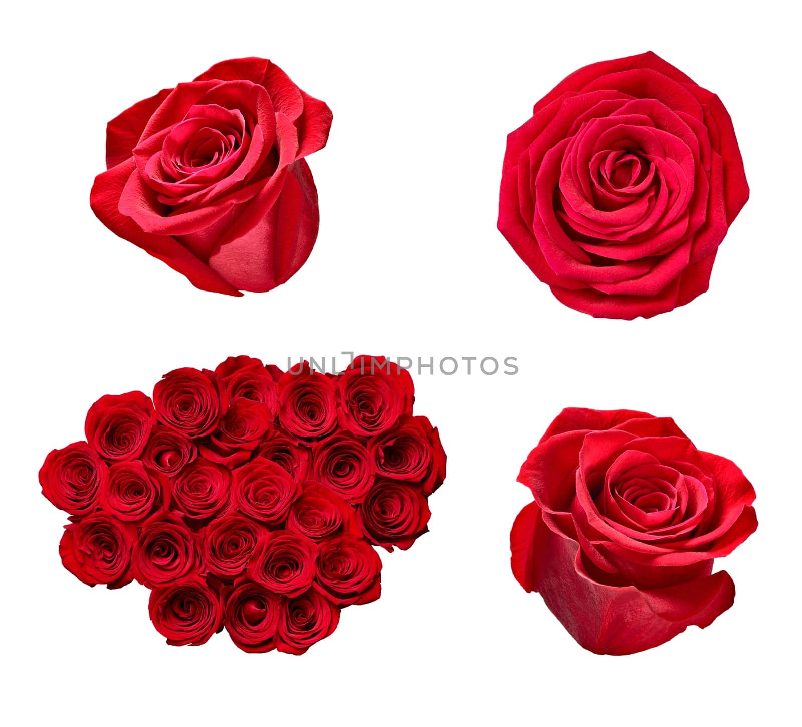 collection of various roses on white background. each one is shot separately