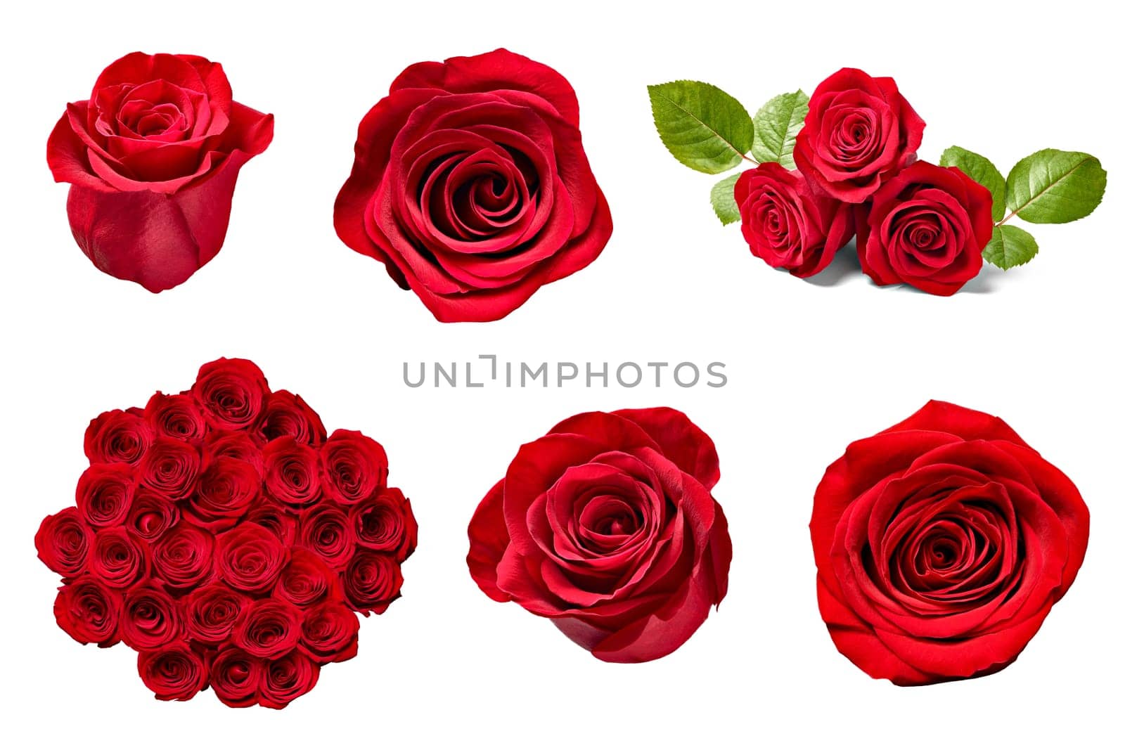 collection of various roses on white background. each one is shot separately