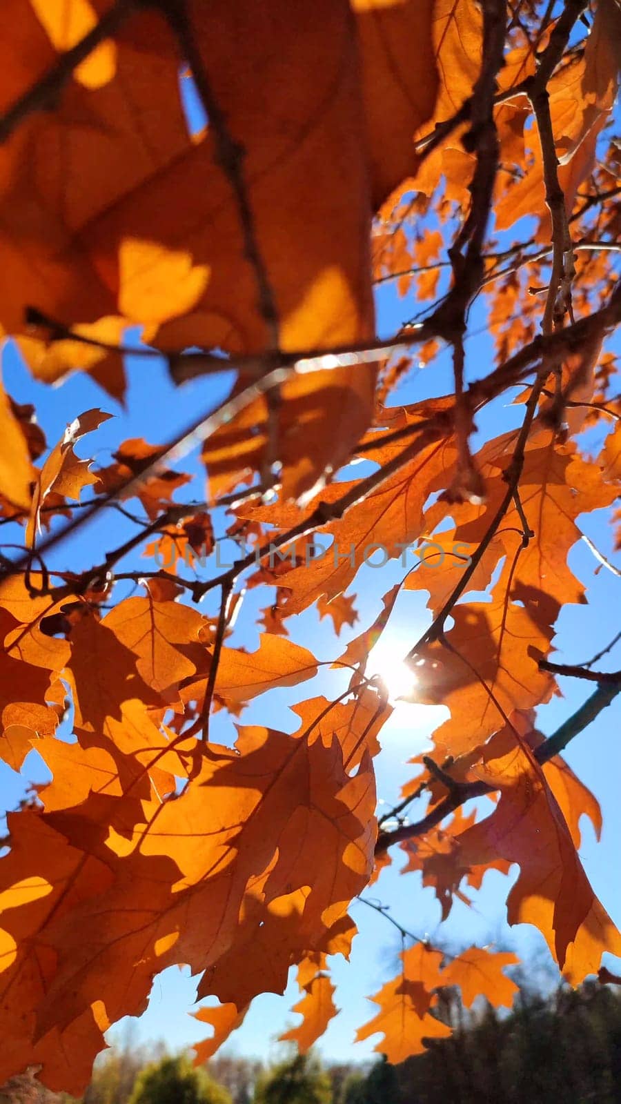 Yellow-brown oak leaves on branch swaying strong in wind on background blue sky close-up. Sun shines brightly through leaves. Natural background. Forest nature season autumn backdrop.