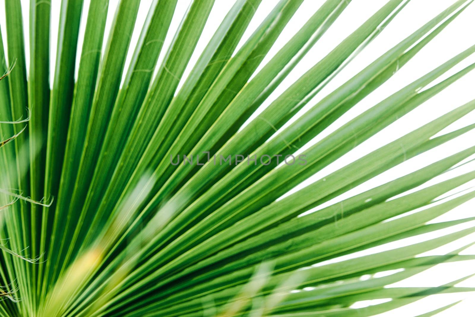 Green palm leaves, natural background.