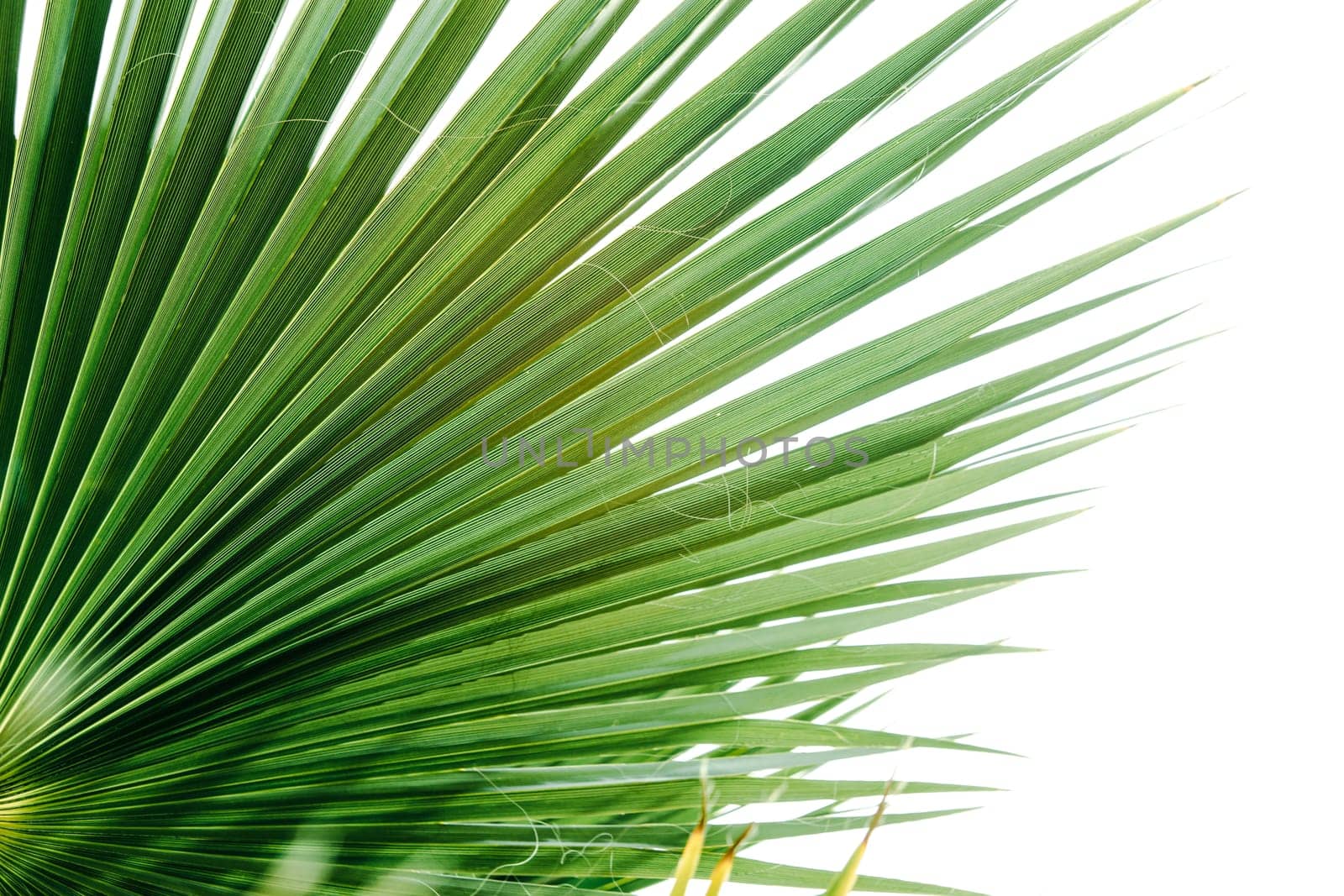 Green palm leaves, natural background.