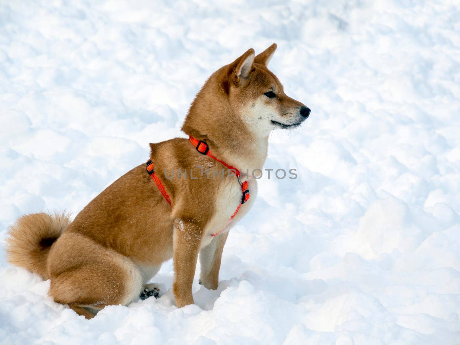 Japanese red coat dog is in winter forest. Portrait of beautiful Shiba inu male standing in the forest on the snow and trees background. High quality photo. Walk in winter