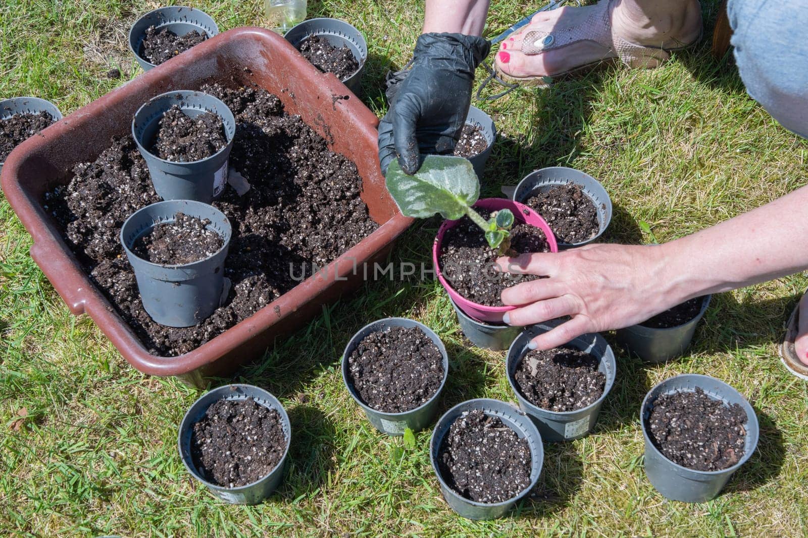 female hands in black gloves transplant a violet houseplant into new pots with earth outdoors, High quality photo