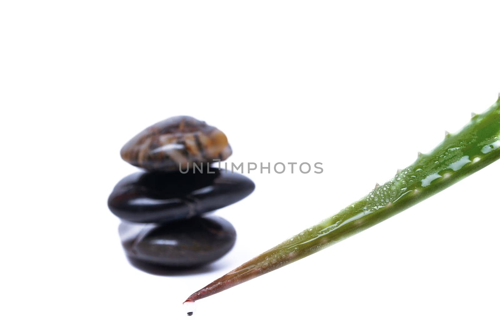 close-up of green aloe vera leaf with dewdrops and stacked stones isolated on white background