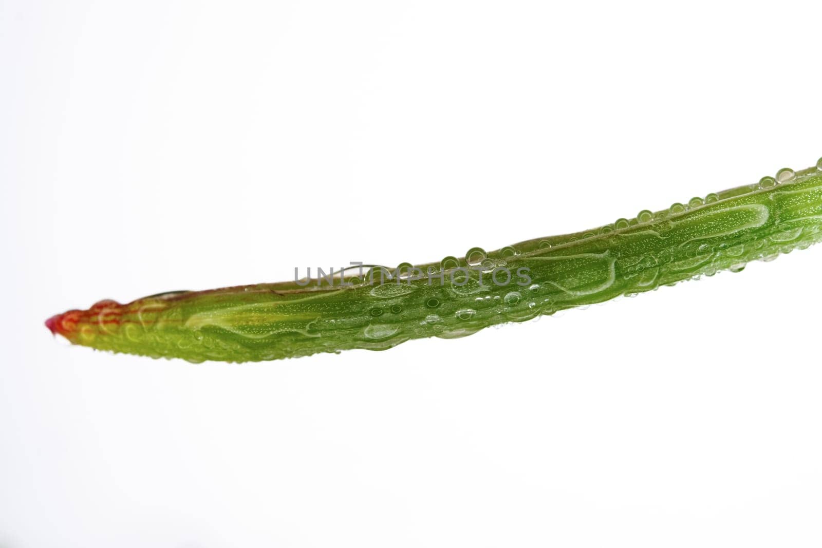 closeup of a green leaf with dewdrops isolated on a white background