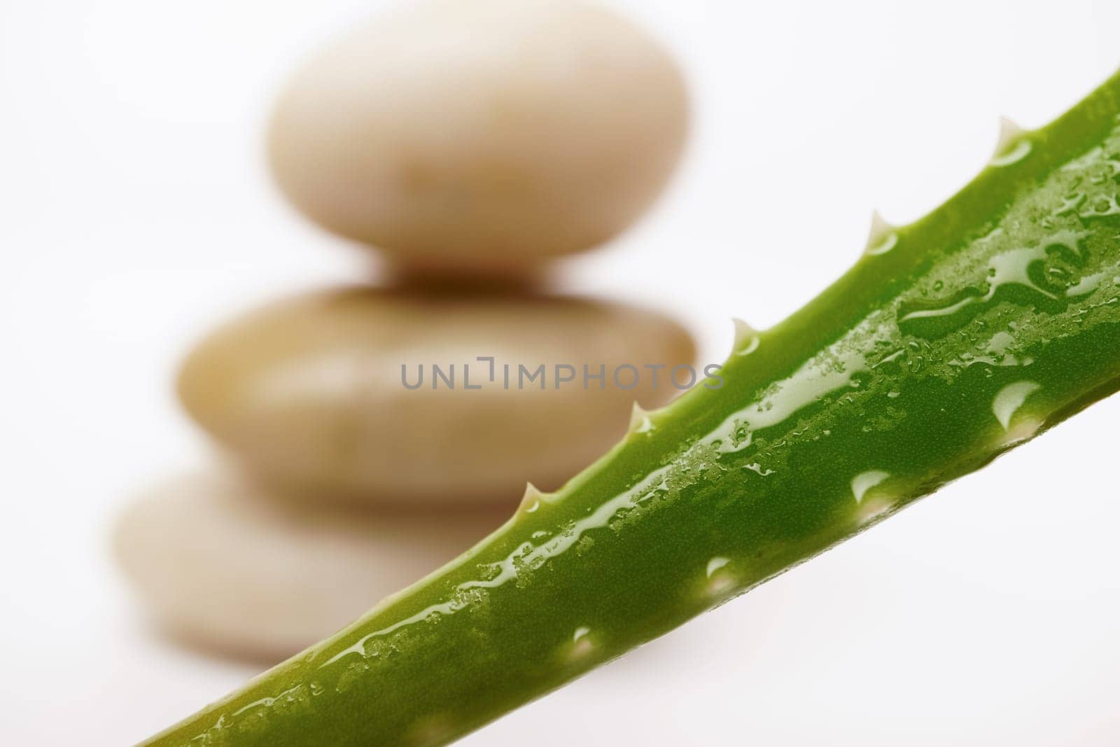 close-up of green aloe vera leaf with dewdrops and stacked stones isolated on white background