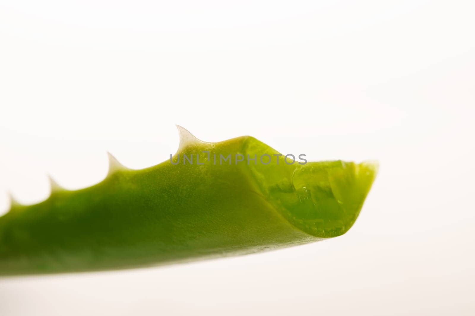 close-up of a cut aloe vera branch isolated on a white background