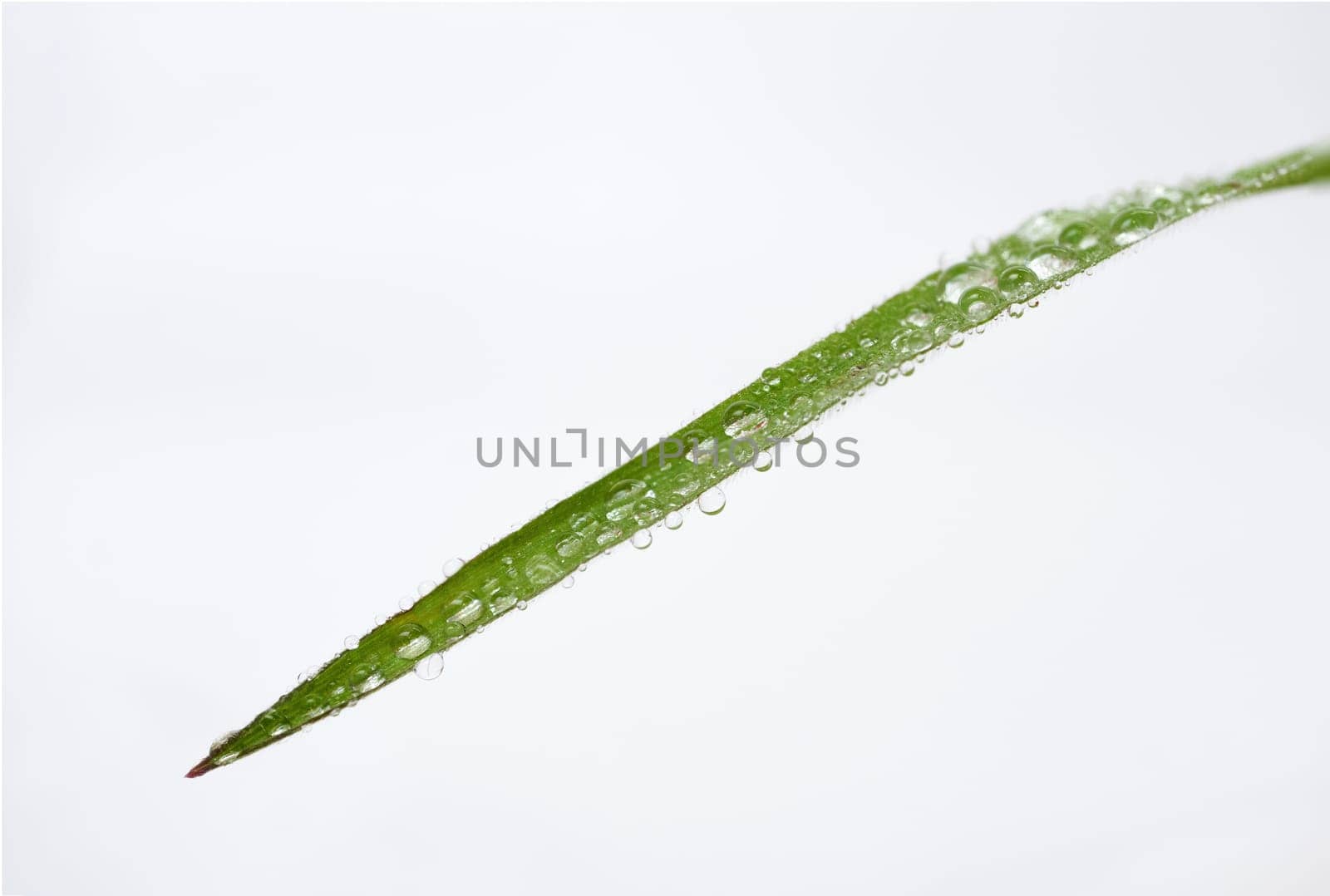 closeup of a green leaf with dewdrops isolated on a white background