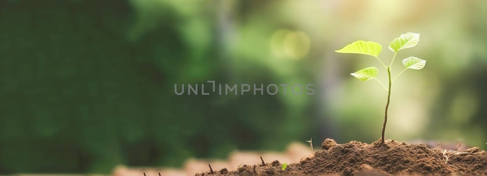 Young green plant growing at sunlight in the garden. World Earth Day banner. Save world concept.