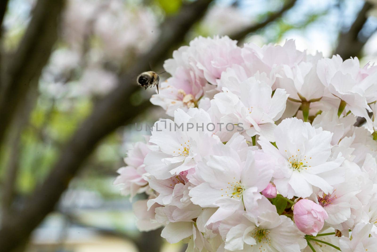 The beginning of a warm spring captured on a flowering tree and a flying bee to the developed inflorescences.