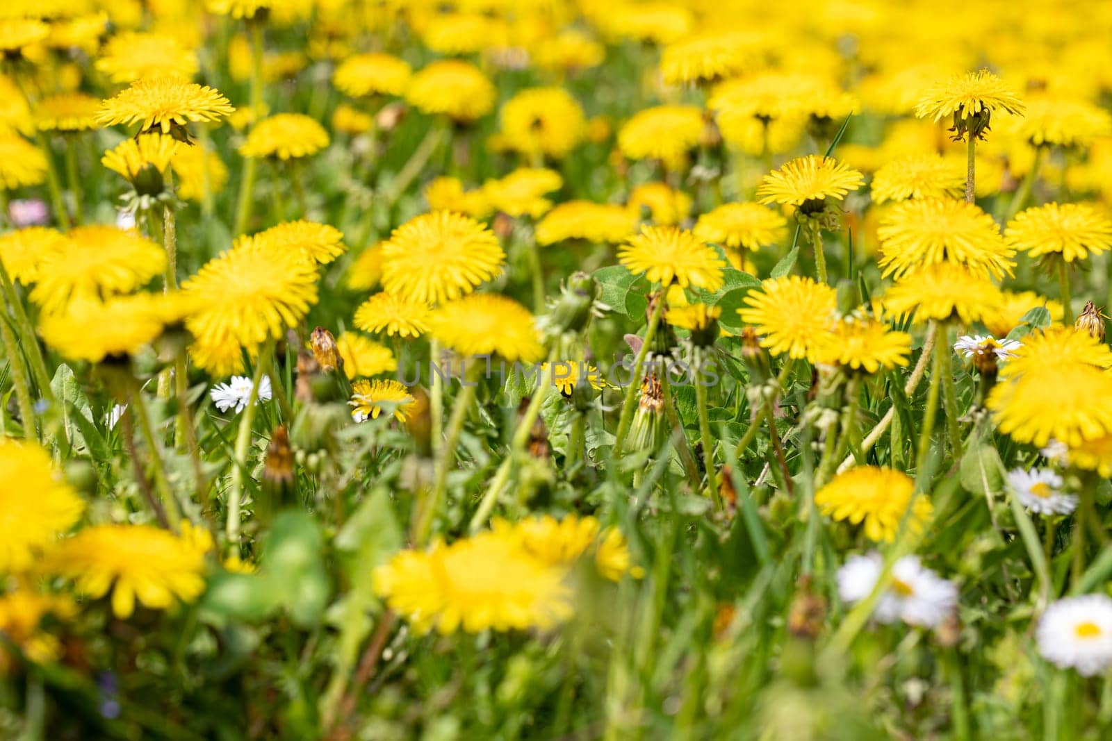 A springtime close-up view of a meadow full of yellow blooming dandelion flowers. A sunny warm day starting the summer season.