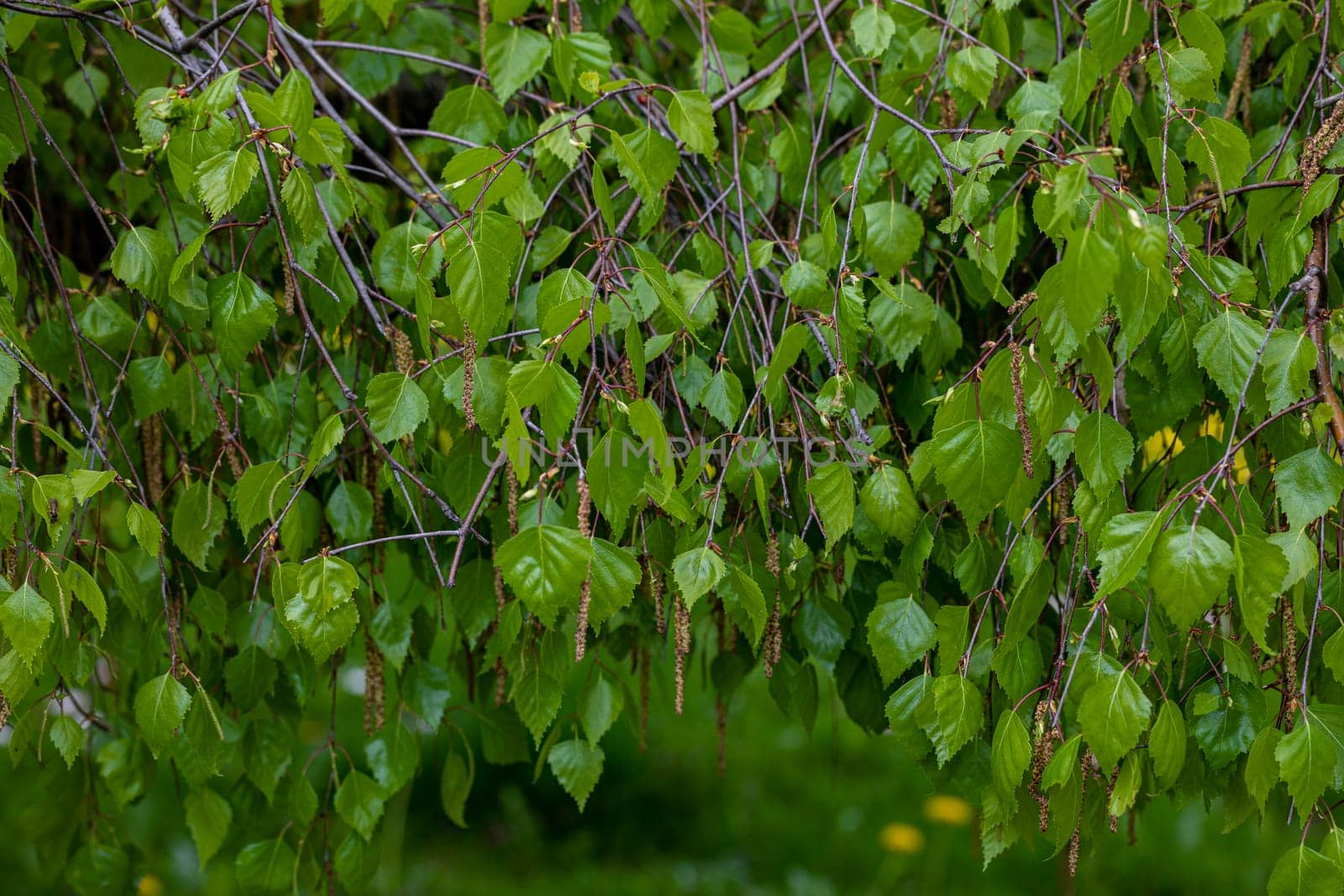 Spring glistening young leaves on birch twigs and between them flowers with pollen.