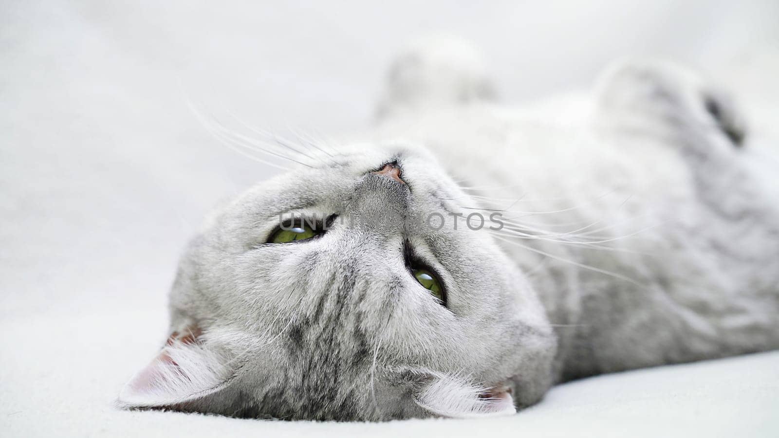 Scottish straight cat lies on his back. Cat upside down. Close up white cat face. by Matiunina