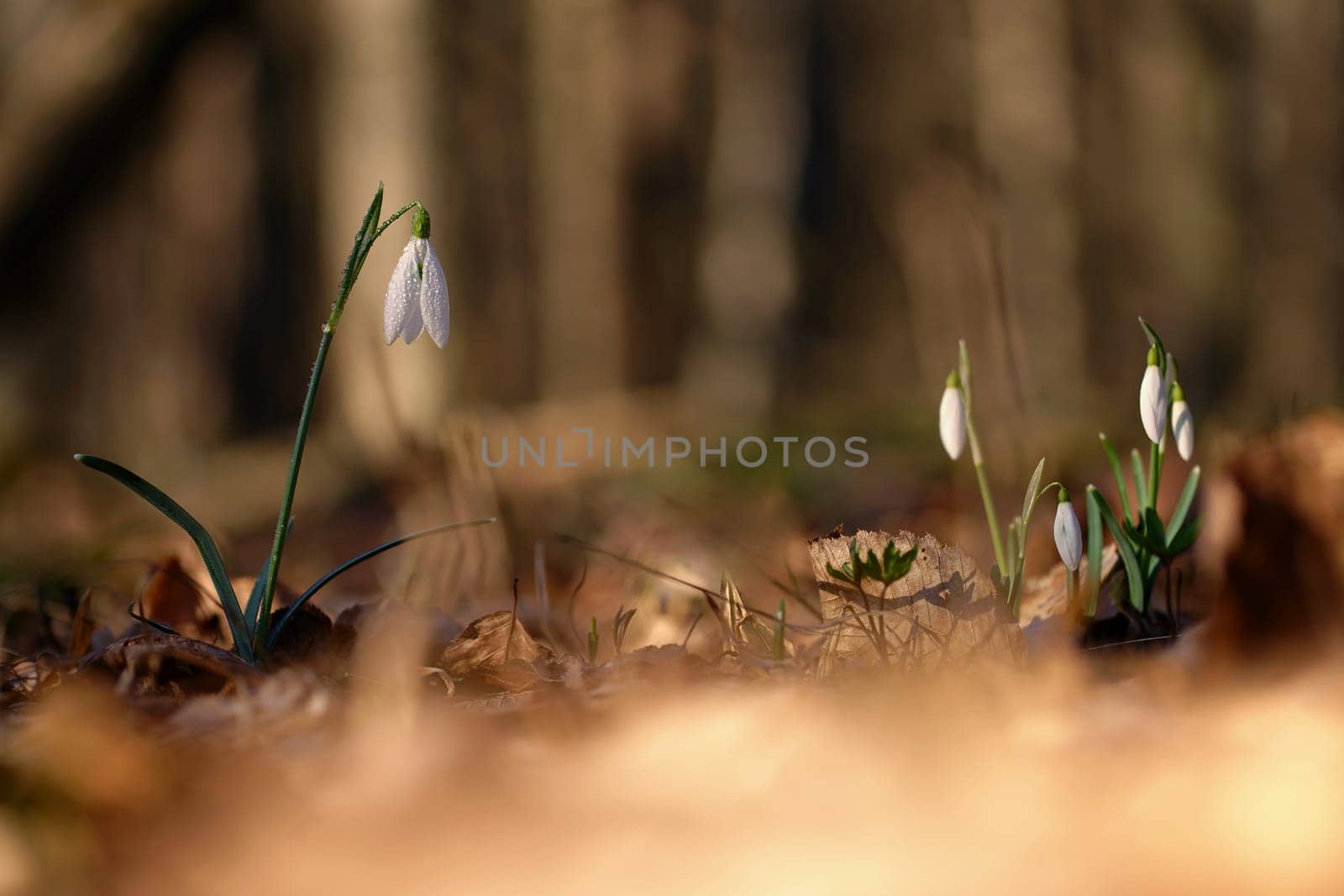 Spring flowers. The first flowering white plants in spring. Natural colorful background. (Galanthus nivalis). by Montypeter