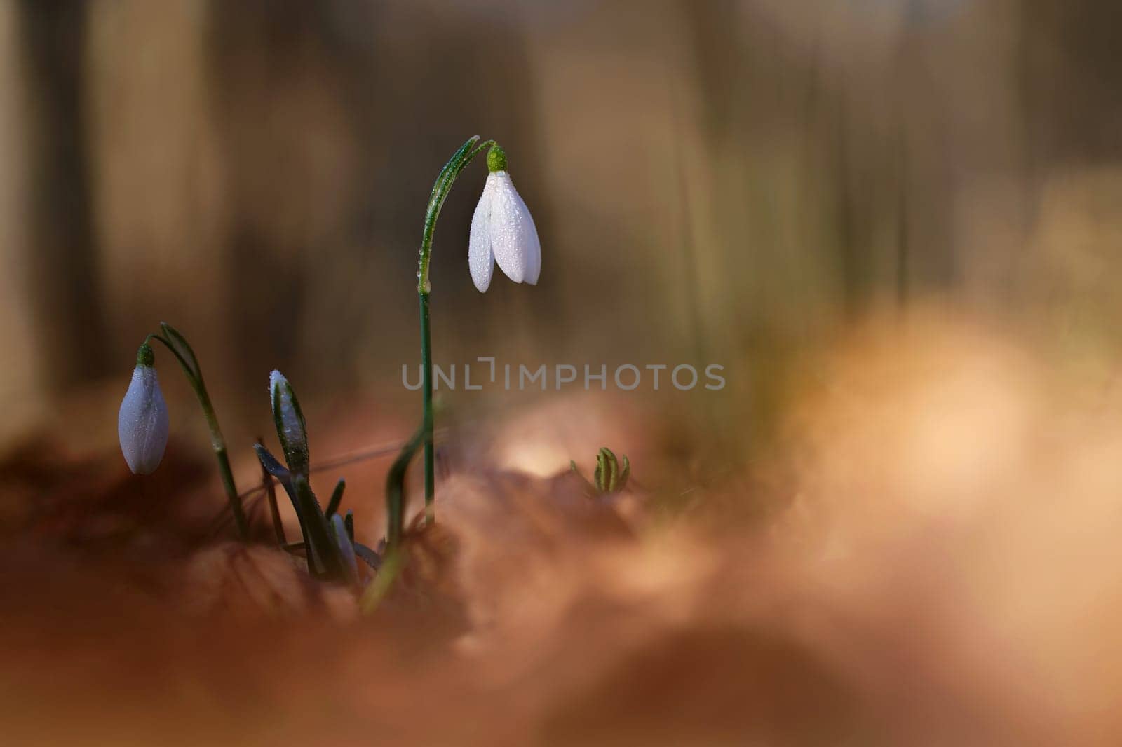 Spring flowers. The first flowering white plants in spring. Natural colorful background. (Galanthus nivalis). by Montypeter