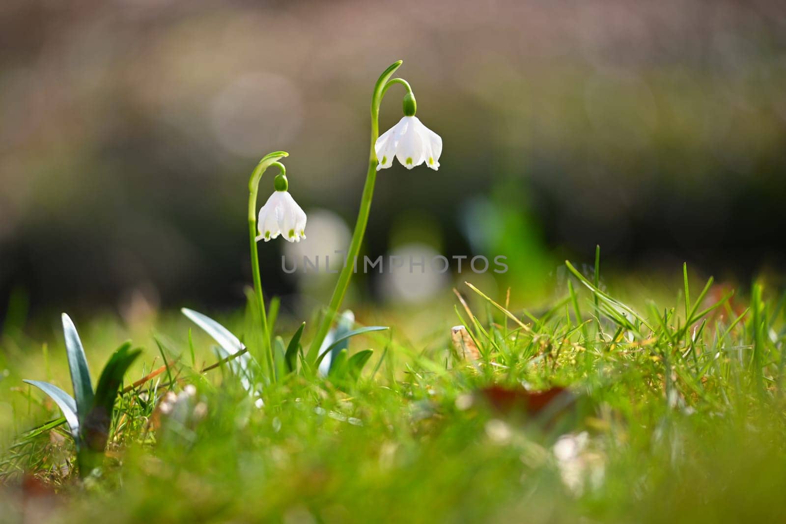 Beautiful first spring flowers in the forest. Nature and outdoor colorful background. Concept for spring time and environment.. 