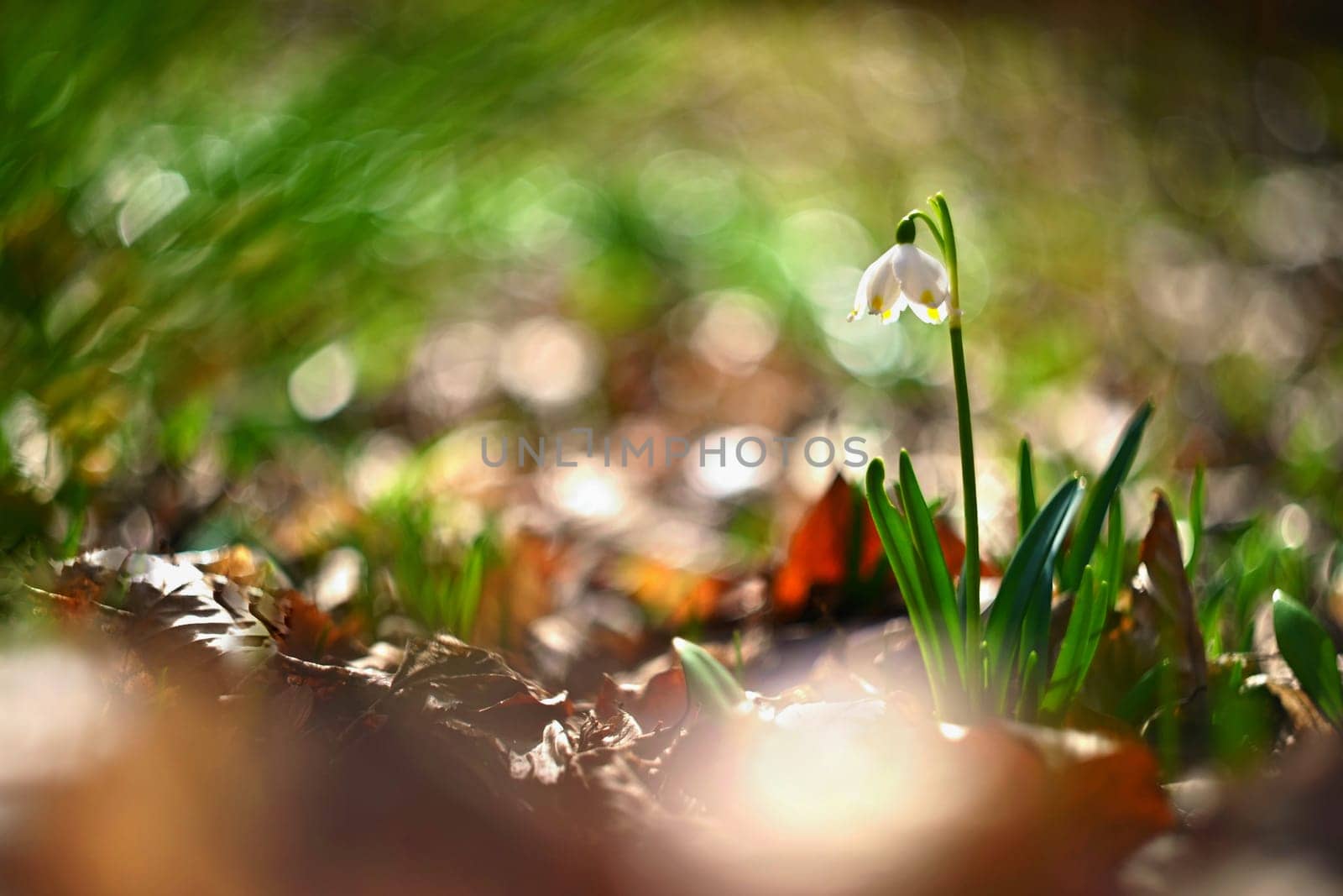 Beautiful first spring flowers in the forest. Nature and outdoor colorful background. Concept for spring time and environment.. Old Russian Helios manual lens.