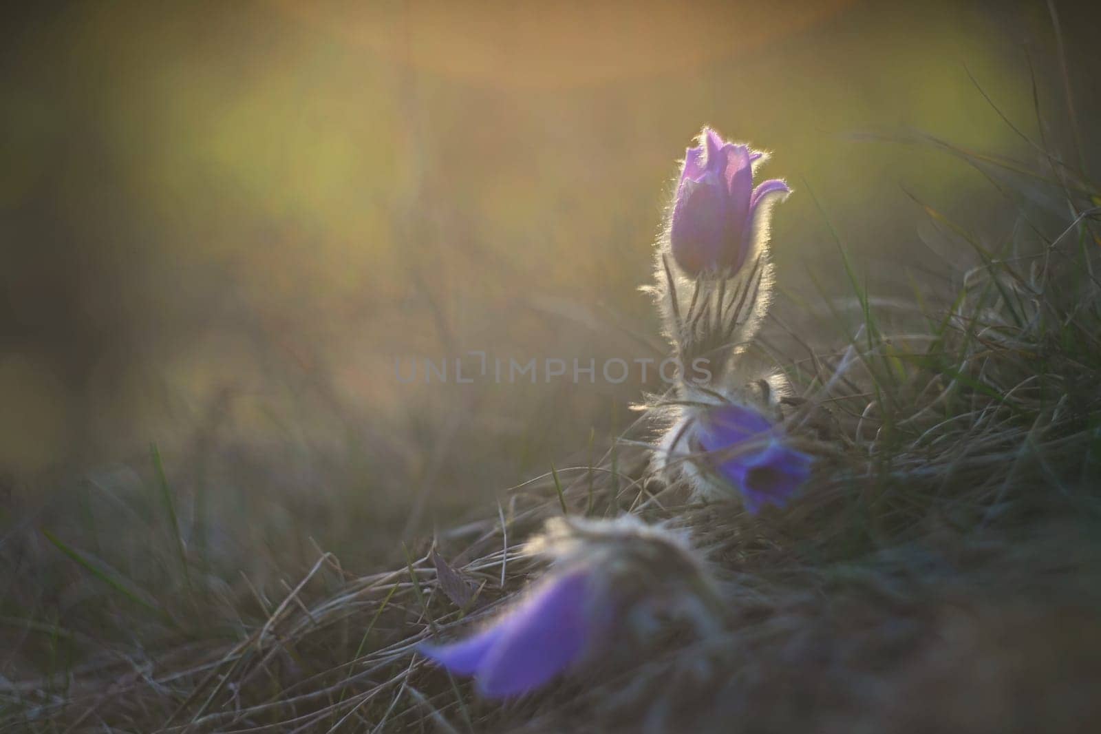 Spring flowers. Beautifully blossoming pasque flower and sun with a natural colored background. (Pulsatilla grandis) Old Russian Helios manual lens by Montypeter