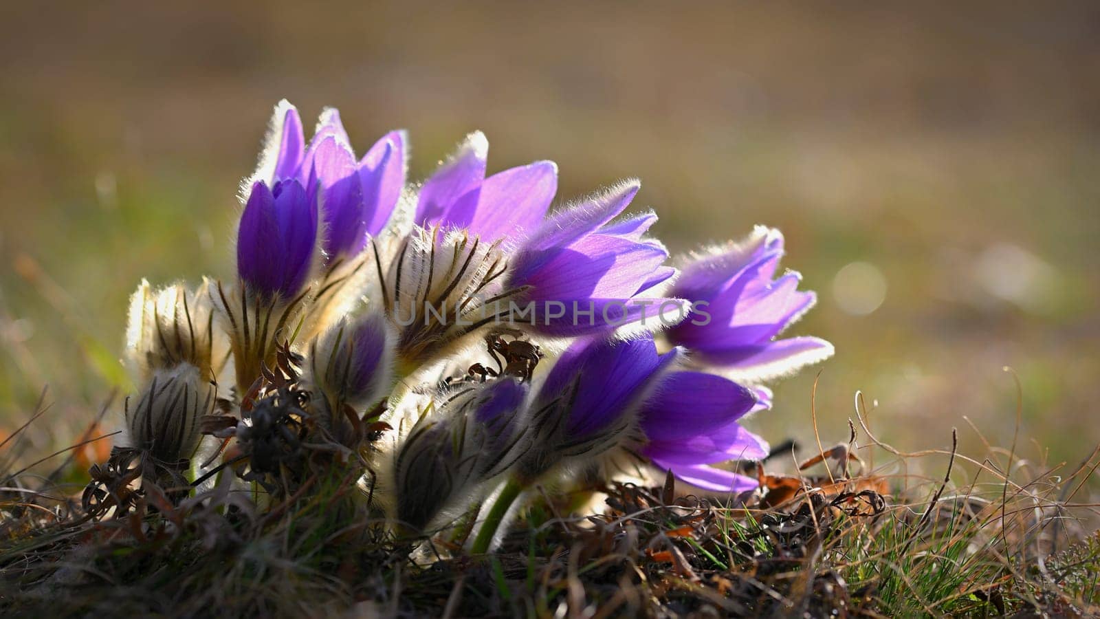 Nice little purple flower in the spring. Beautiful nature background for spring time on the meadow. Pasqueflower flower (Pulsatilla grandis) by Montypeter