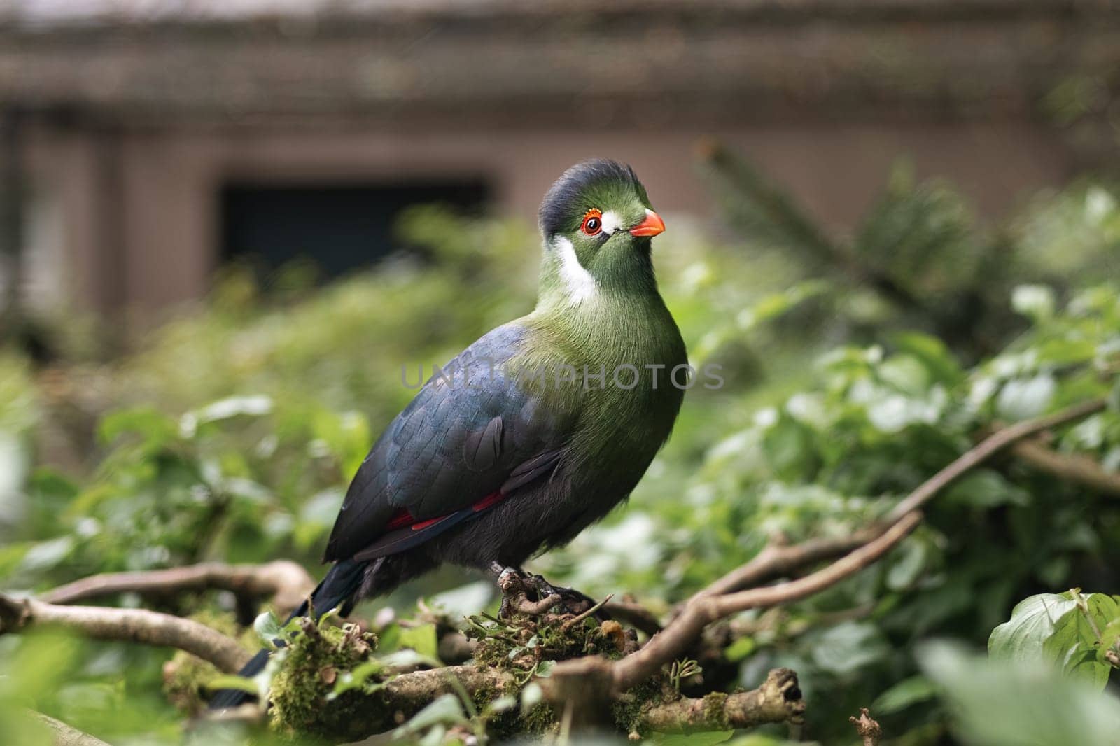 Exotic white cheeked bird turaco