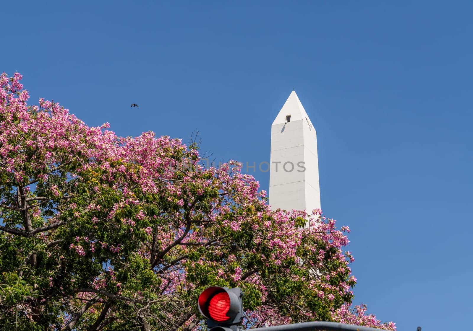 Obelisk of Buenos Aires in Argentina is icon of city and here rises above a stop sign and flowering trees