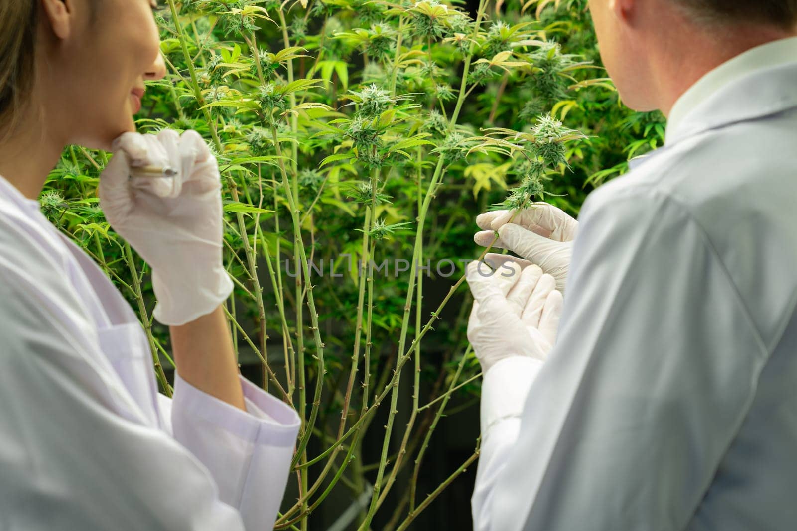 Two scientists discussing about gratifying cannabis plants in a curative indoor cannabis greenhouse. Products extracted from cannabis as an alternative medical treatment.