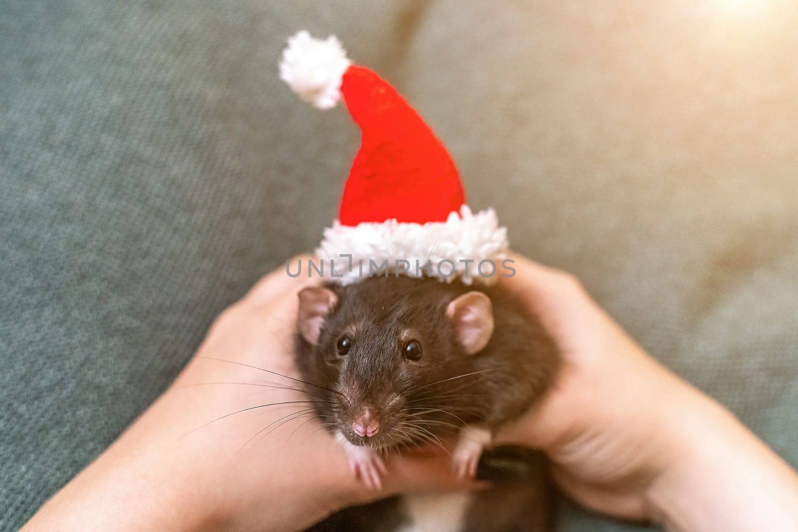 Rat Santa hat. Symbol of the Chinese New Year. Funny black rat Dumbo in a red santa checker on a green background