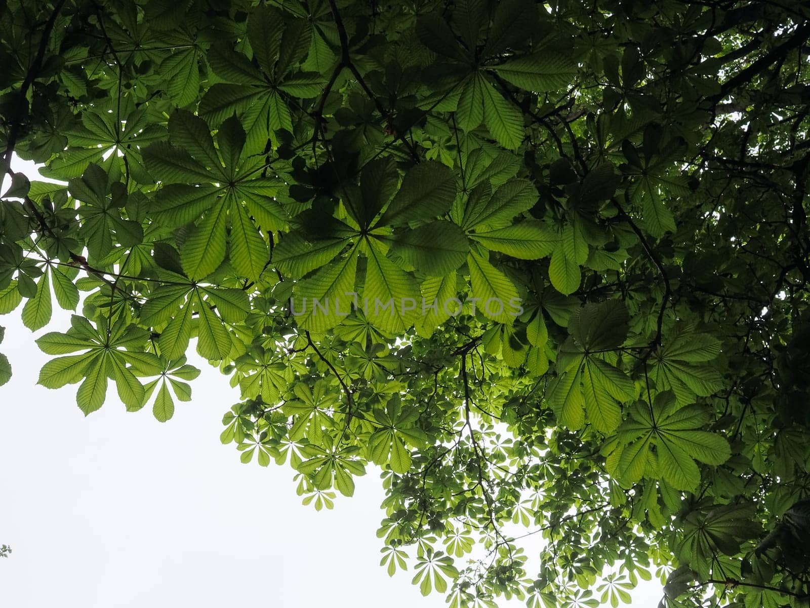 Closeup of chestnut leaves background with copy space