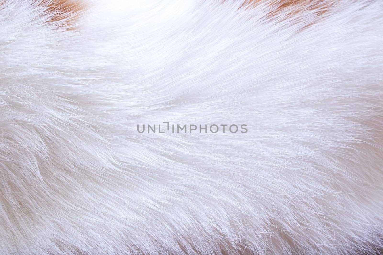 Background or texture of the animal's short white coat