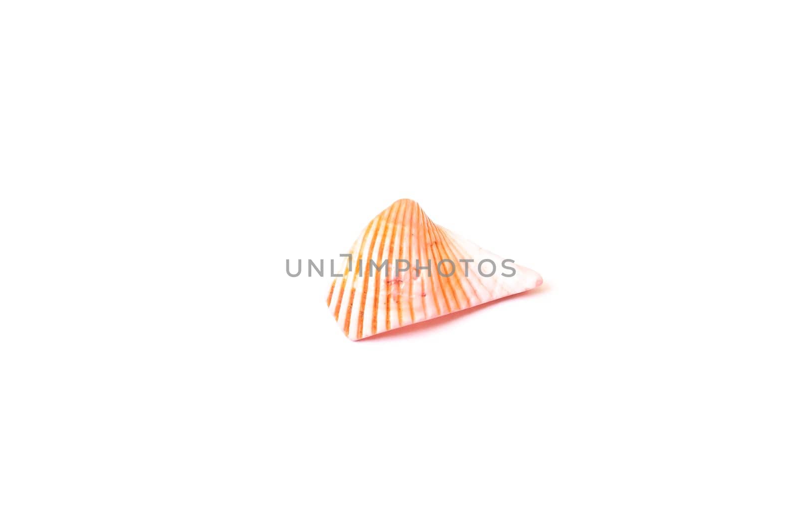 Pink shell isolated on a white background close up