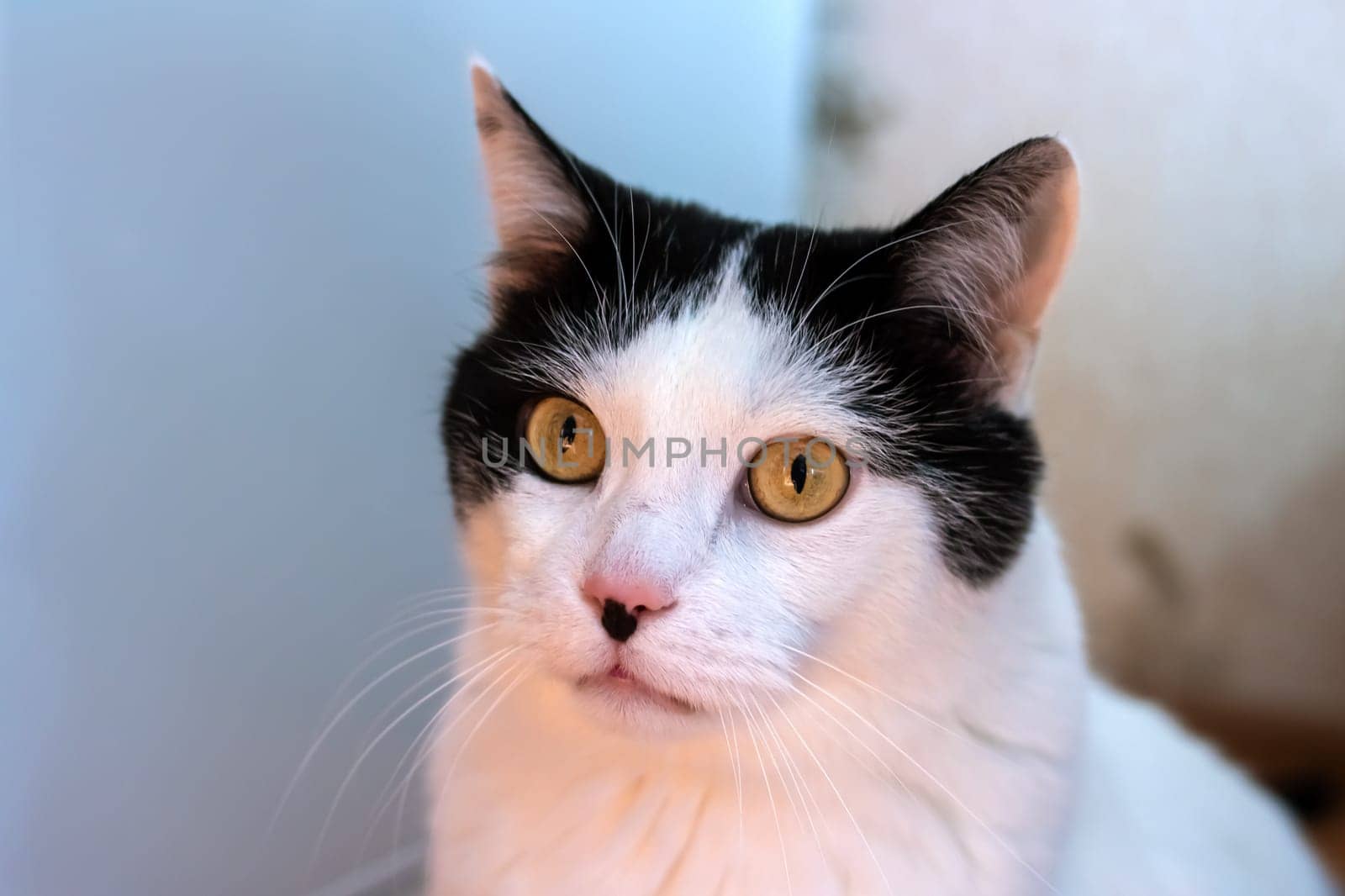 Surprised white cat at home, close up portrait