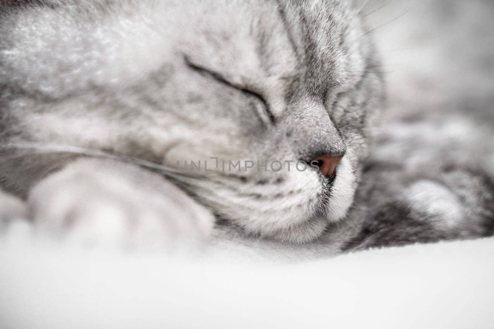 scottish straight cat is sleeping. Close-up of the muzzle of a sleeping cat with closed eyes. Against the backdrop of a light blanket. Favorite pets, cat food. by Matiunina