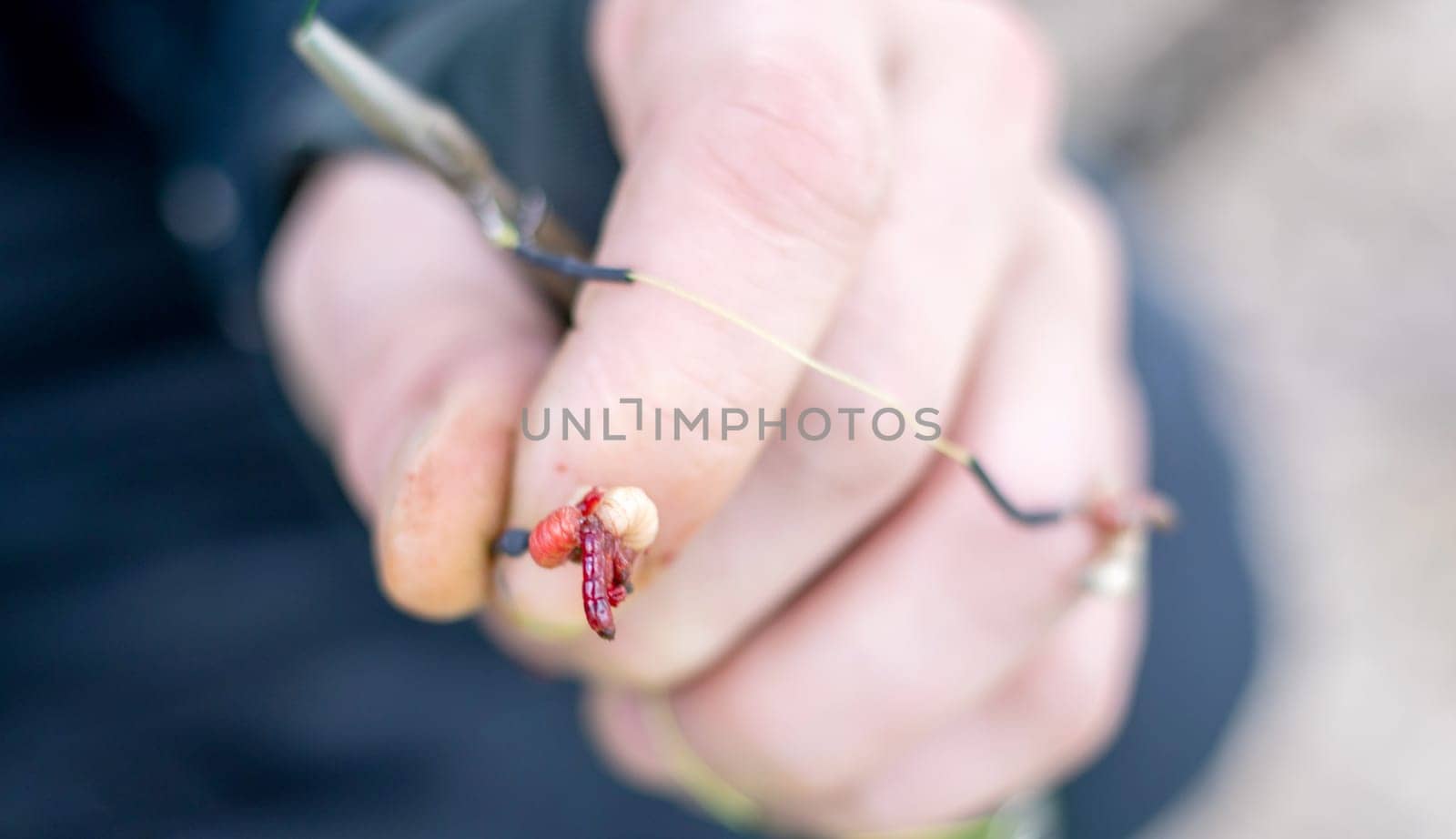 The fisherman puts jig bait, bloodworms or mosquito larvae on the hook of the mormyshka. Bait for winter fishing. Red mosquito larvae - food for fish. Bottom perch fishing